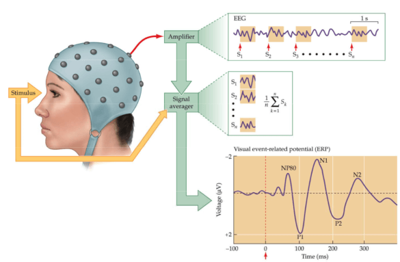 abb.-3-das-eeg-verfahren-im-detail-©-gazzaniga-ivry-mangun-2009